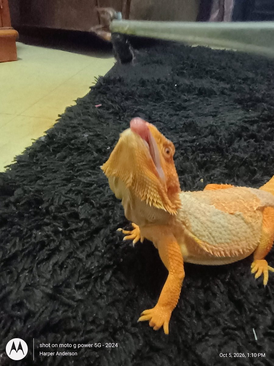 ShoutDigi's tweet photo. Ziggy photos for @DesertPogona We love watching your VODS and we hope your month is going well. My birthday is on the 29th and even though we don't have the money to be a Pogona, we're still Pogger-gonas for life and happy 6 months old to Ziggy https://t.co/xtHzlGWMnp