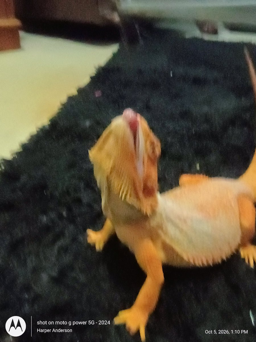 ShoutDigi's tweet photo. Ziggy photos for @DesertPogona We love watching your VODS and we hope your month is going well. My birthday is on the 29th and even though we don't have the money to be a Pogona, we're still Pogger-gonas for life and happy 6 months old to Ziggy https://t.co/xtHzlGWMnp