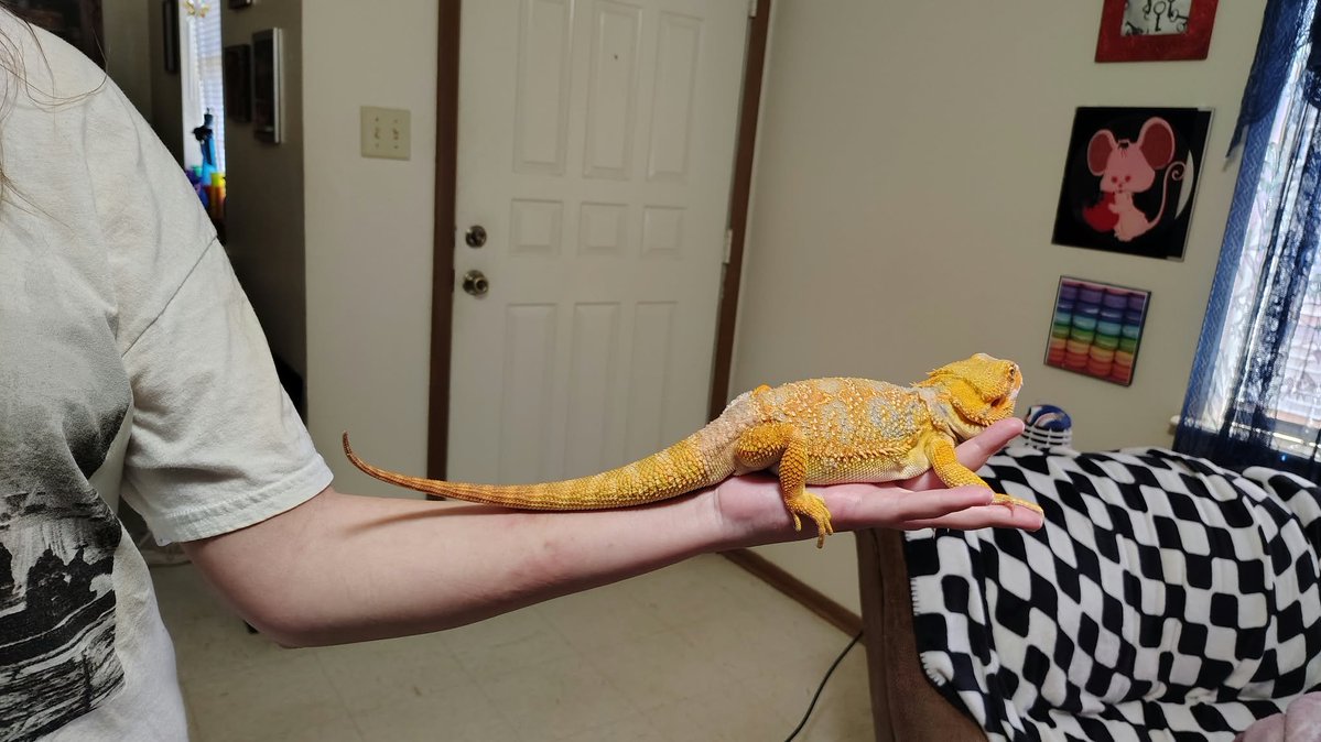 ShoutDigi's tweet photo. Ziggy photos for @DesertPogona We love watching your VODS and we hope your month is going well. My birthday is on the 29th and even though we don't have the money to be a Pogona, we're still Pogger-gonas for life and happy 6 months old to Ziggy https://t.co/xtHzlGWMnp
