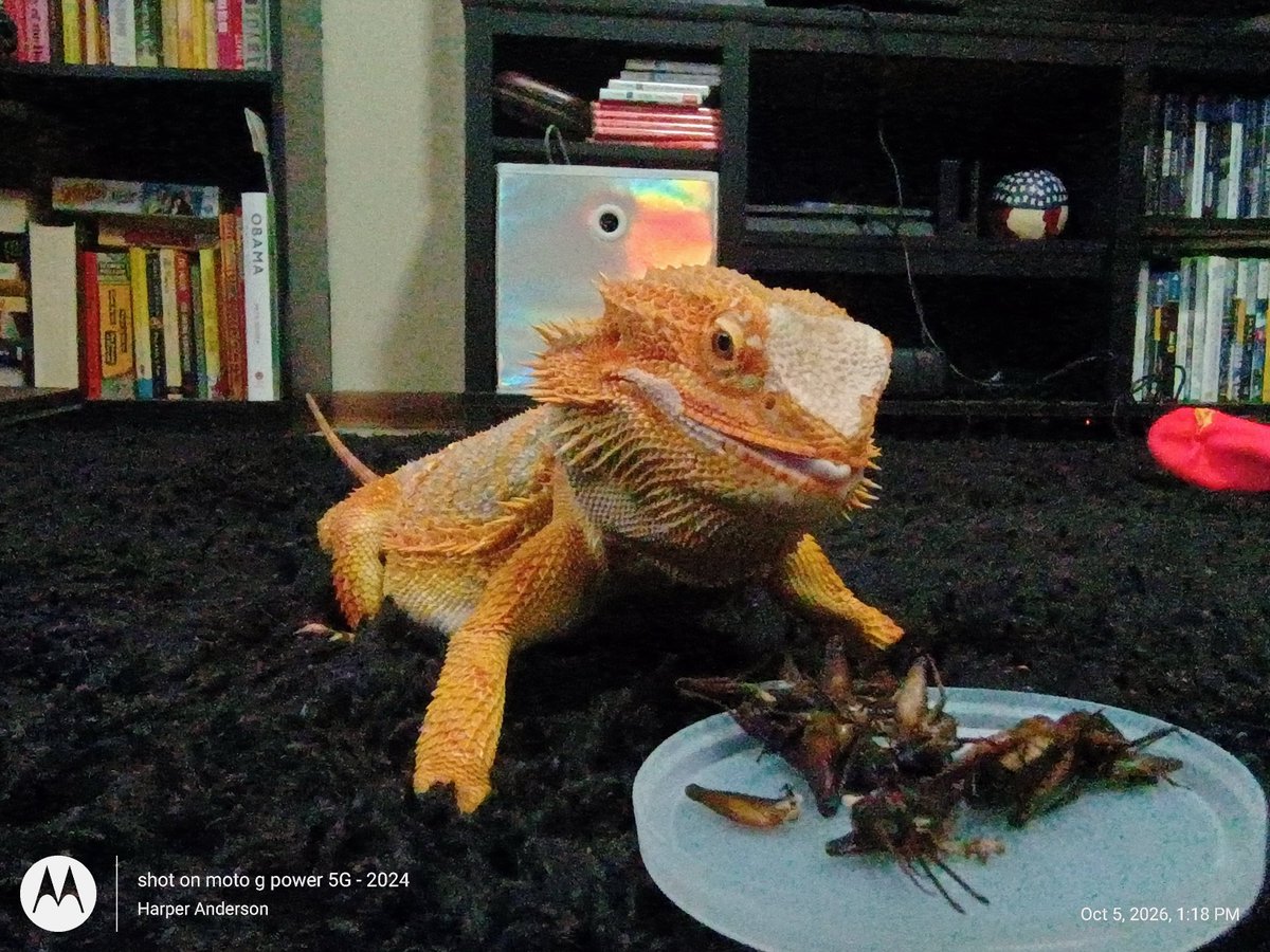 ShoutDigi's tweet photo. Ziggy photos for @DesertPogona We love watching your VODS and we hope your month is going well. My birthday is on the 29th and even though we don't have the money to be a Pogona, we're still Pogger-gonas for life and happy 6 months old to Ziggy https://t.co/xtHzlGWMnp