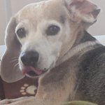 Photo by Ginger the Beagle 🎖️🛡️♥️ (@BeagleGinger)