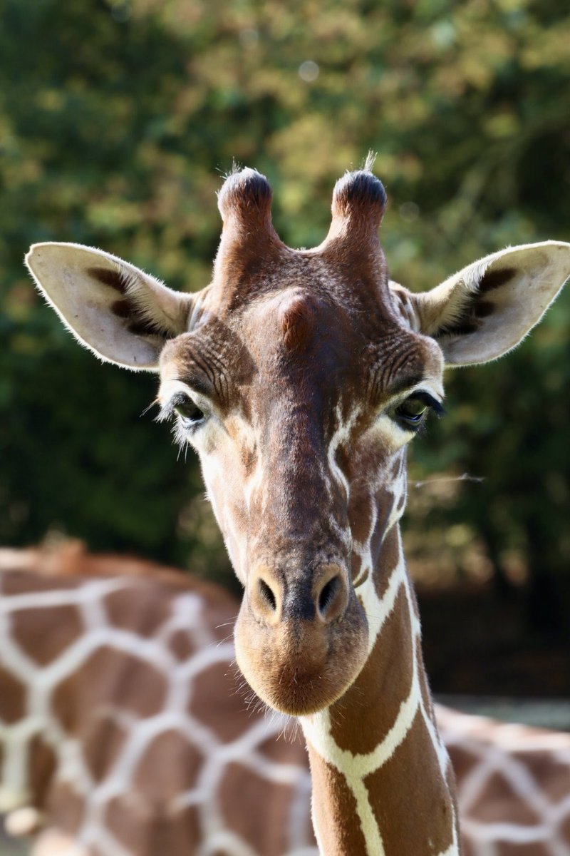Sarahcoxh's tweet photo. Banham zoo Norfolk! https://t.co/V1NEjwRTP3