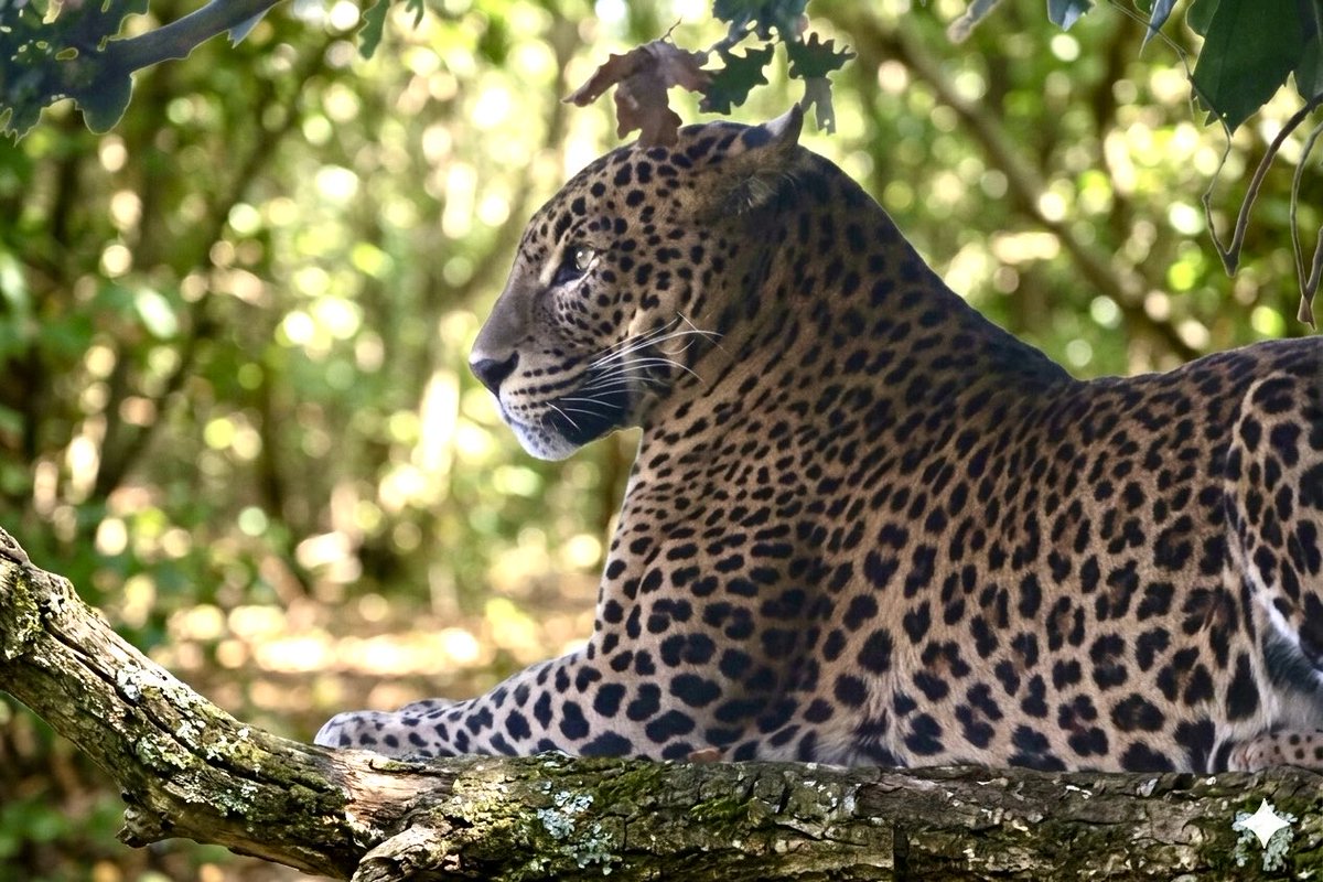 Sarahcoxh's tweet photo. Banham zoo Norfolk! https://t.co/V1NEjwRTP3