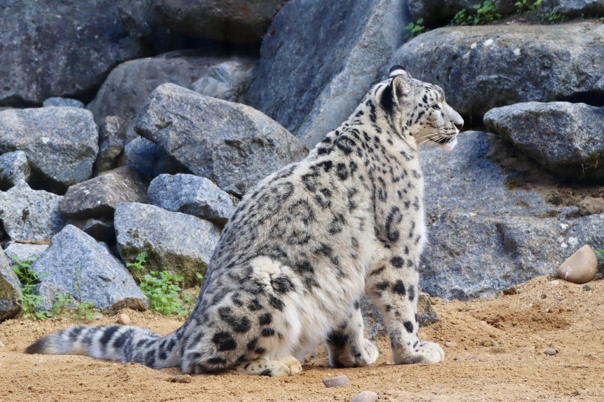 Sarahcoxh's tweet photo. Banham zoo Norfolk! https://t.co/V1NEjwRTP3