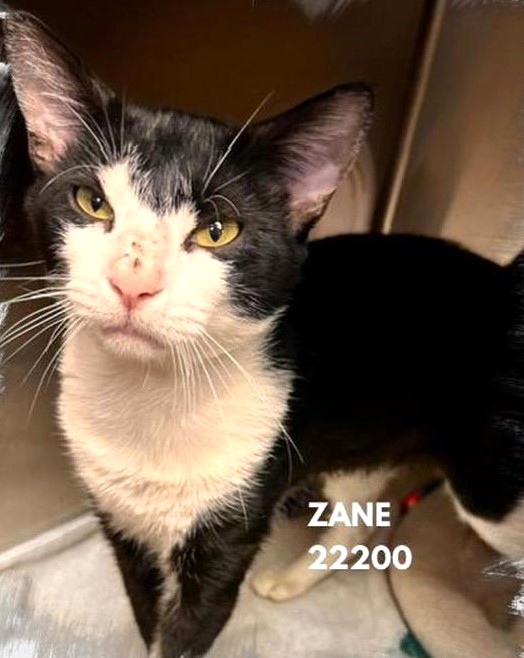 sachikoko's tweet photo. 🆘URGENT🆘PLEDGES NEEDED🆘🙏🏾PLZ SHARE🆘
🙏🏾PLZ #PLEDGE 2 SAVE MY LIFE
💰Goal Is $150
💝Sweet 3YO Black &amp; White Kitty "ZANE"💝
📢In Shelter Since 8/30/26
🚨Needs Adoption Or Rescue🚨
▶️ID 22200 https://t.co/S08glrtKIo
🙏🏽#AdoptDontShop
#Marietta, #GA @cobbkitties #Cat https://t.co/L45H2QZXkp