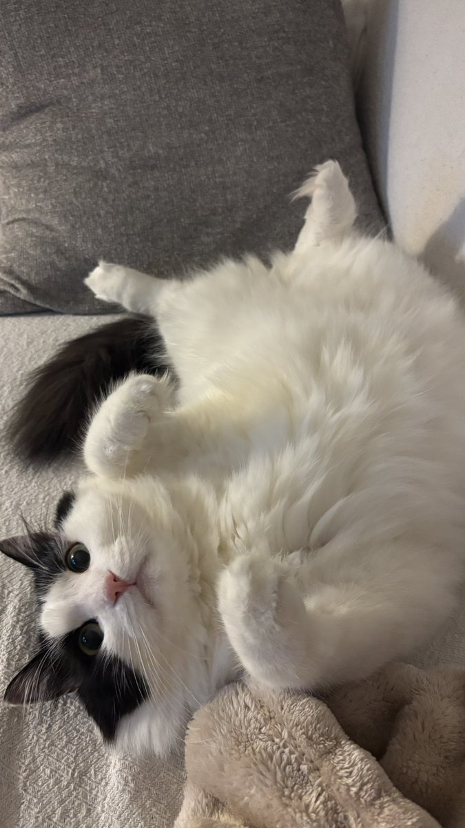 yagmurqueenn's tweet photo. bunu da iyiki sokaktan çalmışım.. https://t.co/WvOyBuqjEC