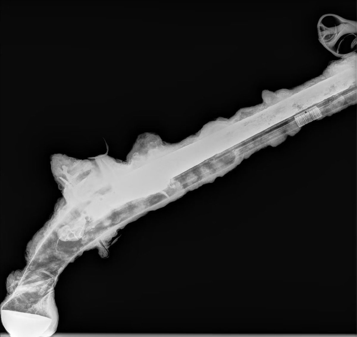 mylocalgunshop's tweet photo. " One of our crews crazier finds from this past summer was this encrusted flint lock pistol!
We took it to get x-rayed and you can see under that encrustation is a incredible piece of history.
Visible is the hammer with the Flint still loaded in it, lock plate, barrel, frizzen/pan, and even the ram-road and guide!
Congrats to pirateschlag for this 300 year old discovery " via endlesssearch on Instagram.