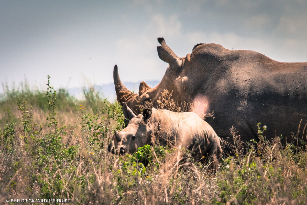 SheldrickTrust tweet picture
