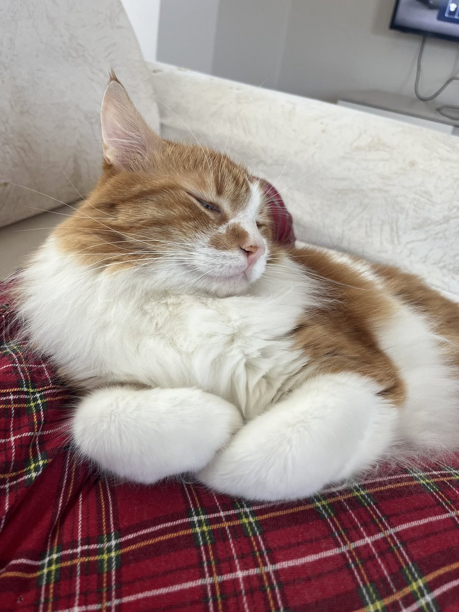 minnos_oglan's tweet photo. Kedilerimizin uyurken çekilmiş fotoğraflarını paylaşıyoruzzz https://t.co/SJ3F2uHNPb