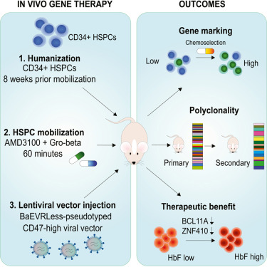 CellStemCell's tweet photo. Systemic delivery of phagocytosis-shielded retroviral vectors enables in vivo HSC gene therapy for sickle cell disease dlvr.​it/TVnYMN https://t.co/7FJDjMrd9f