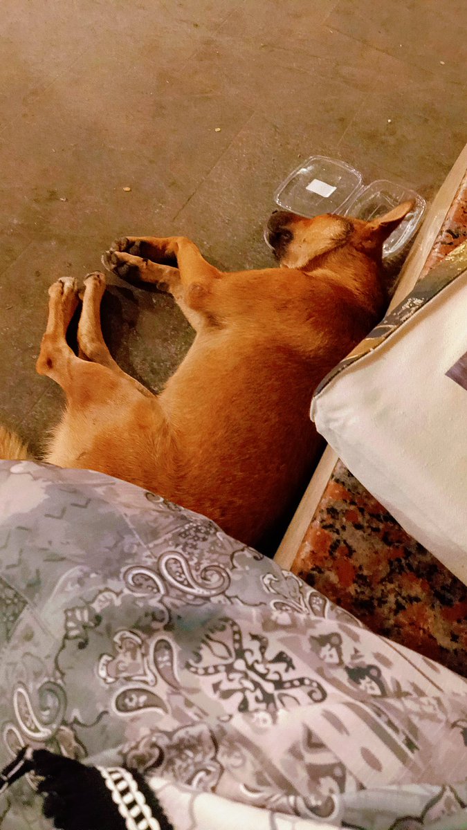 EnasGamalR's tweet photo. 🐾🤍✨ https://t.co/bjGL5PAd0f