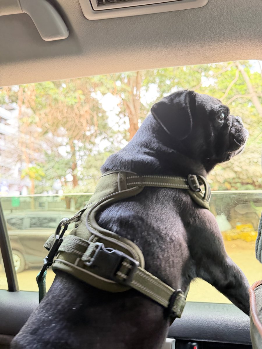 MihrThakar's tweet photo. Kenyan dog                   South African dog https://t.co/veX2s83FTy