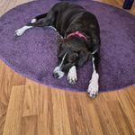 Photo by Winnie & Grover T. Dog 🐶❤️💫🌈 (@GroverTdog)
