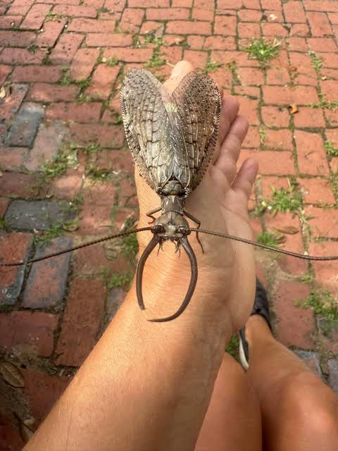 catgoyim's tweet photo. @motheinsect DOBSONFLY ! ! ! ! https://t.co/0UwhOFkk6q