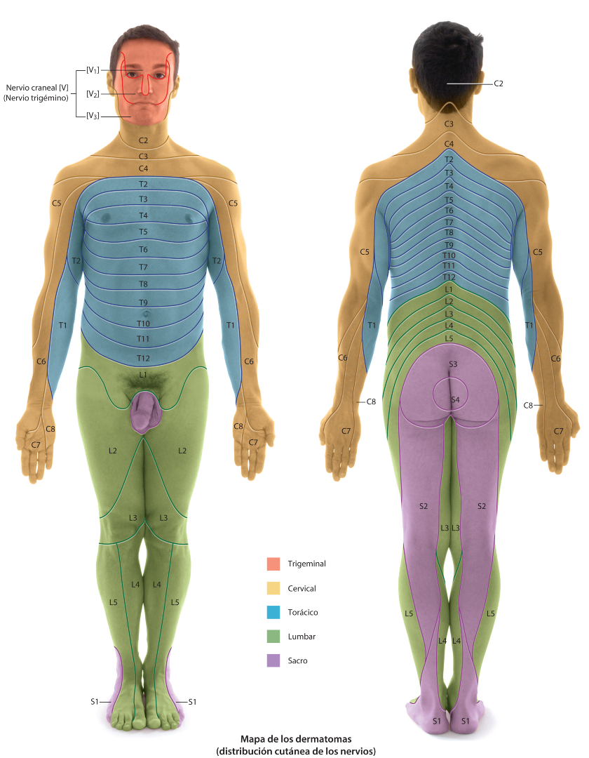 PasionAnatomia's tweet photo. #Dermatomas: distribución cutánea de los nervios
📚Gray. Atlas de anatomía © 2027 Elsevier España https://t.co/6Ue3lKKeIq