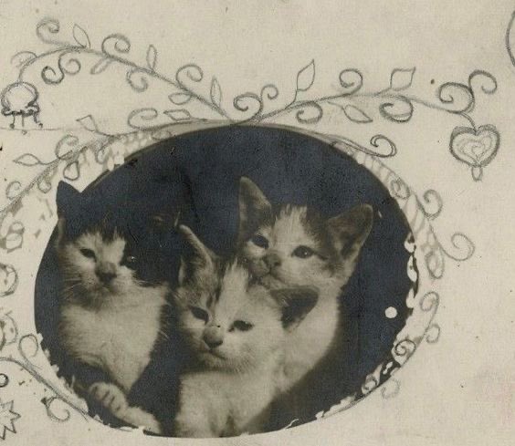vintageminii's tweet photo. photography was originally invented to take pictures of cats https://t.co/v4FHsZxF64