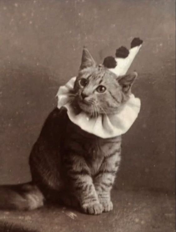 vintageminii's tweet photo. photography was originally invented to take pictures of cats https://t.co/v4FHsZxF64