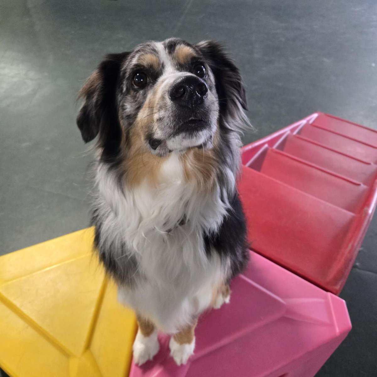 TheDogClub_Kali's tweet photo. When you're handsome and you know it https://t.co/m1XgcOC9sg