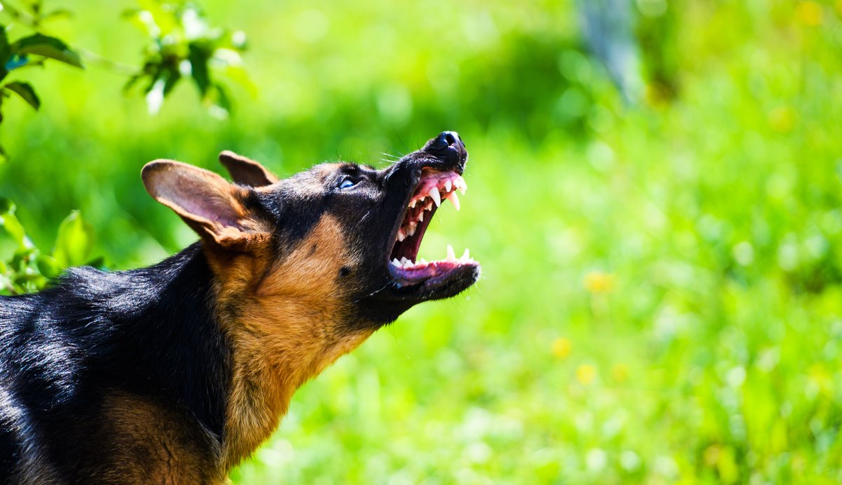 Shane_Hall_Law's tweet photo. Have you or someone you know been a victim of a dog bite in Kentucky? Understanding your rights is crucial! Check out this informative blog post that discusses whether you are entitled to compensation for your injuries: https://t.co/59cPXSa9Si

#DogBite #KentuckyLaw https://t.co/hZkhXeLtNK