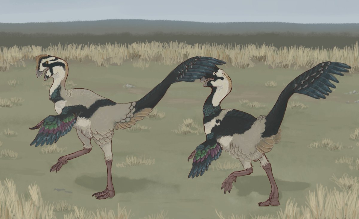 SrTreecat's tweet photo. Oviraptor dance https://t.co/m6wakemdwD