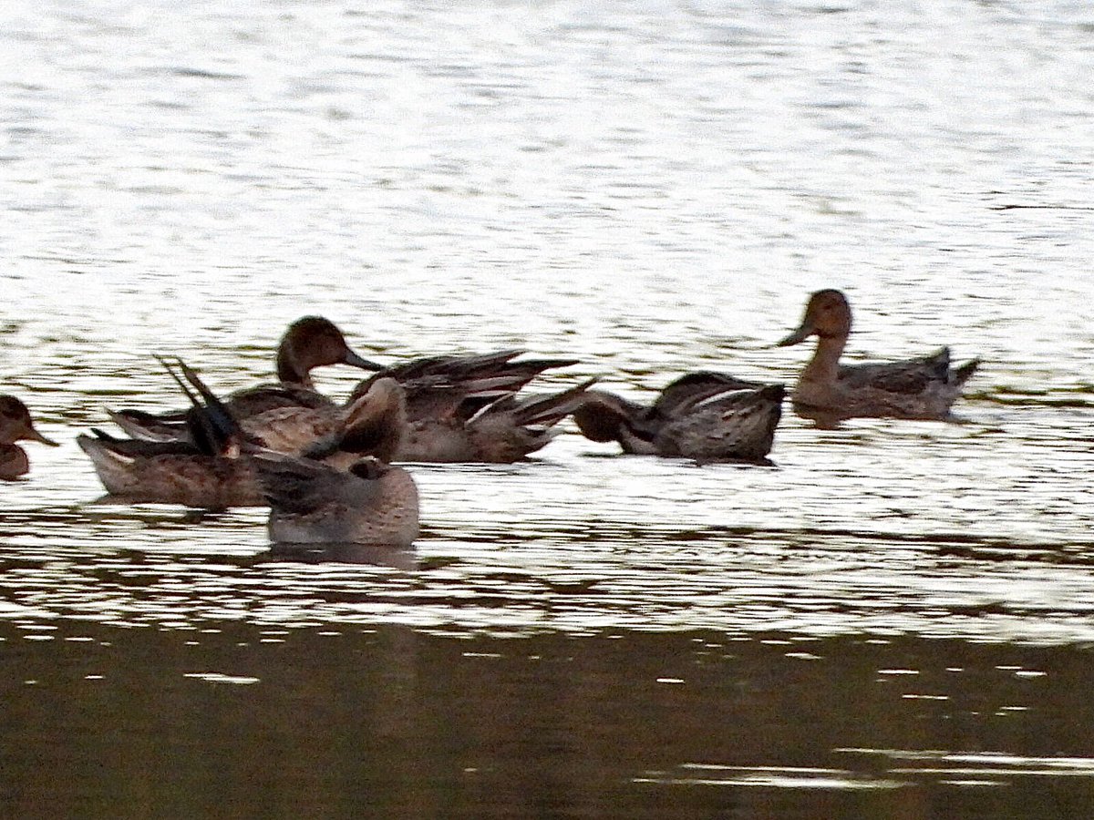 andysims4049's tweet photo. 4 Pintail at the mere this evening in fading light. Less than annual on patch. #PWC2026 122/140. 10 km radius 136/165. @Lincsbirding @PatchBirding @BTO_Lincs @LincsWildlife https://t.co/M5ZC5Ws46F