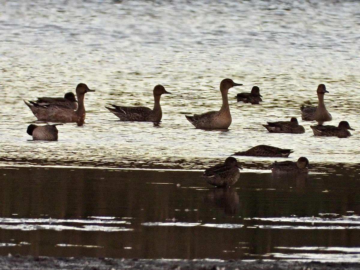 andysims4049's tweet photo. 4 Pintail at the mere this evening in fading light. Less than annual on patch. #PWC2026 122/140. 10 km radius 136/165. @Lincsbirding @PatchBirding @BTO_Lincs @LincsWildlife https://t.co/M5ZC5Ws46F