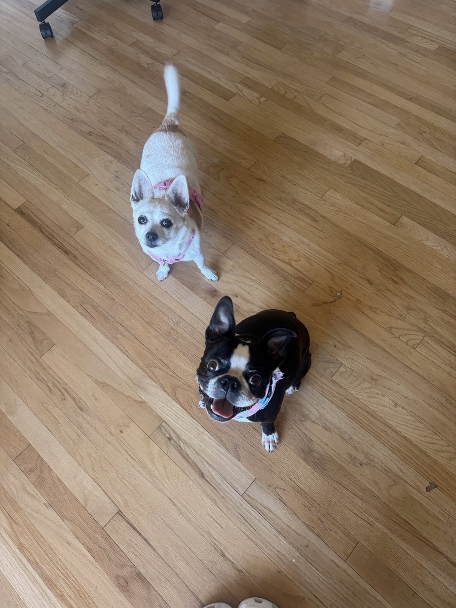 oxillery's tweet photo. no stream because I need to unpack and fly to sf :c here are the dogs. Happy they have a nice new house https://t.co/3CQwzPHuTs