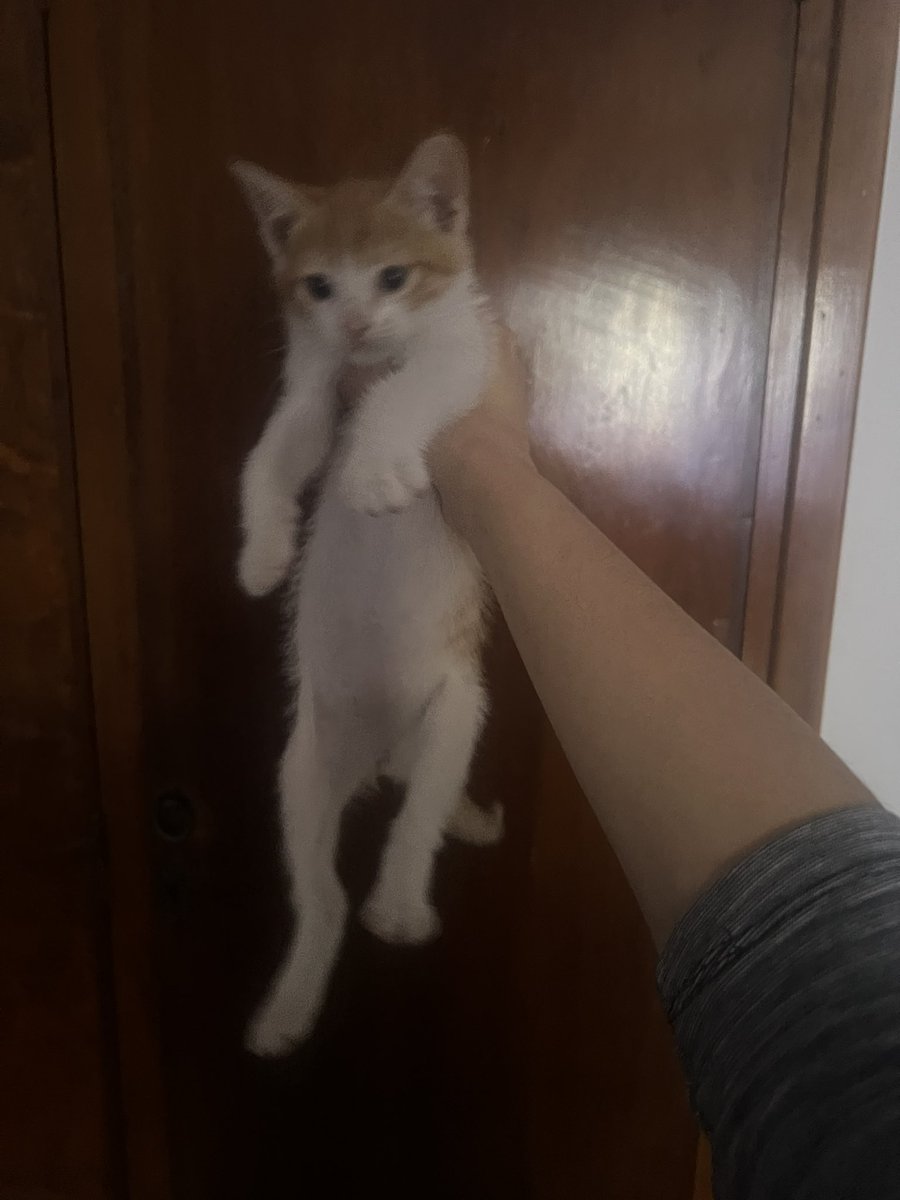 smilybelle's tweet photo. Cdo los adoptamos estaban del mismo tamaño pero el gordo le come la comida a la Nana y ahora está más grande q hpd ajhdhdksmsm https://t.co/TUCtvynnCF