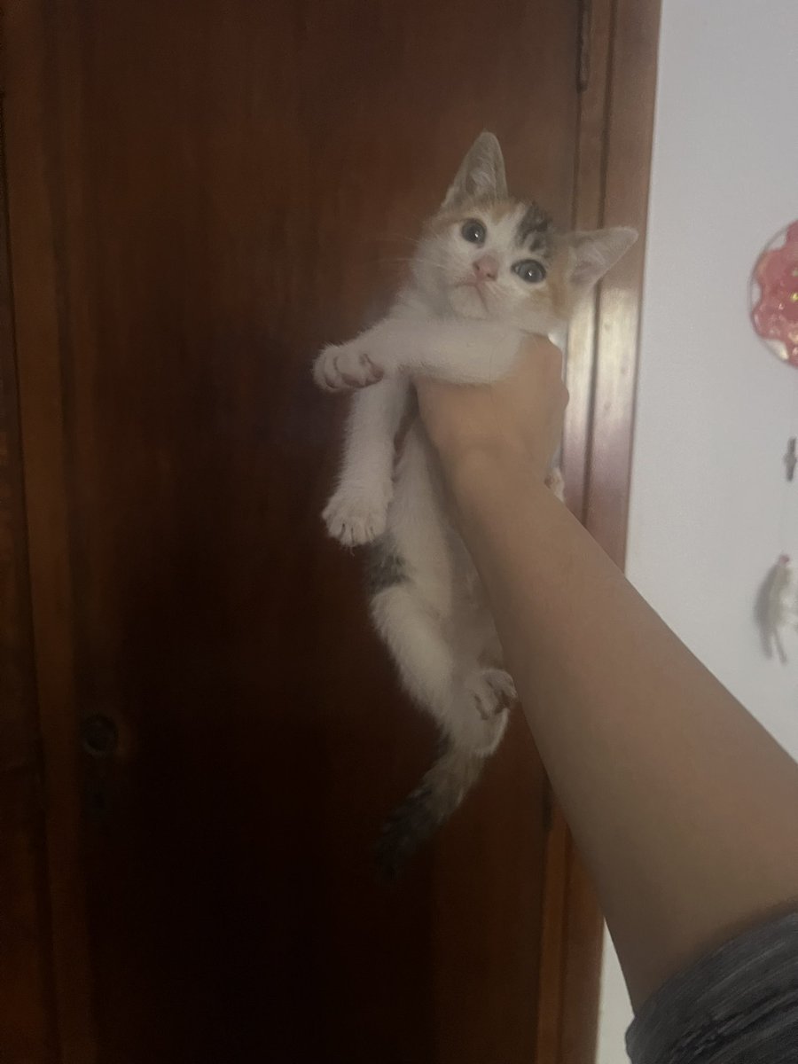 smilybelle's tweet photo. Cdo los adoptamos estaban del mismo tamaño pero el gordo le come la comida a la Nana y ahora está más grande q hpd ajhdhdksmsm https://t.co/TUCtvynnCF