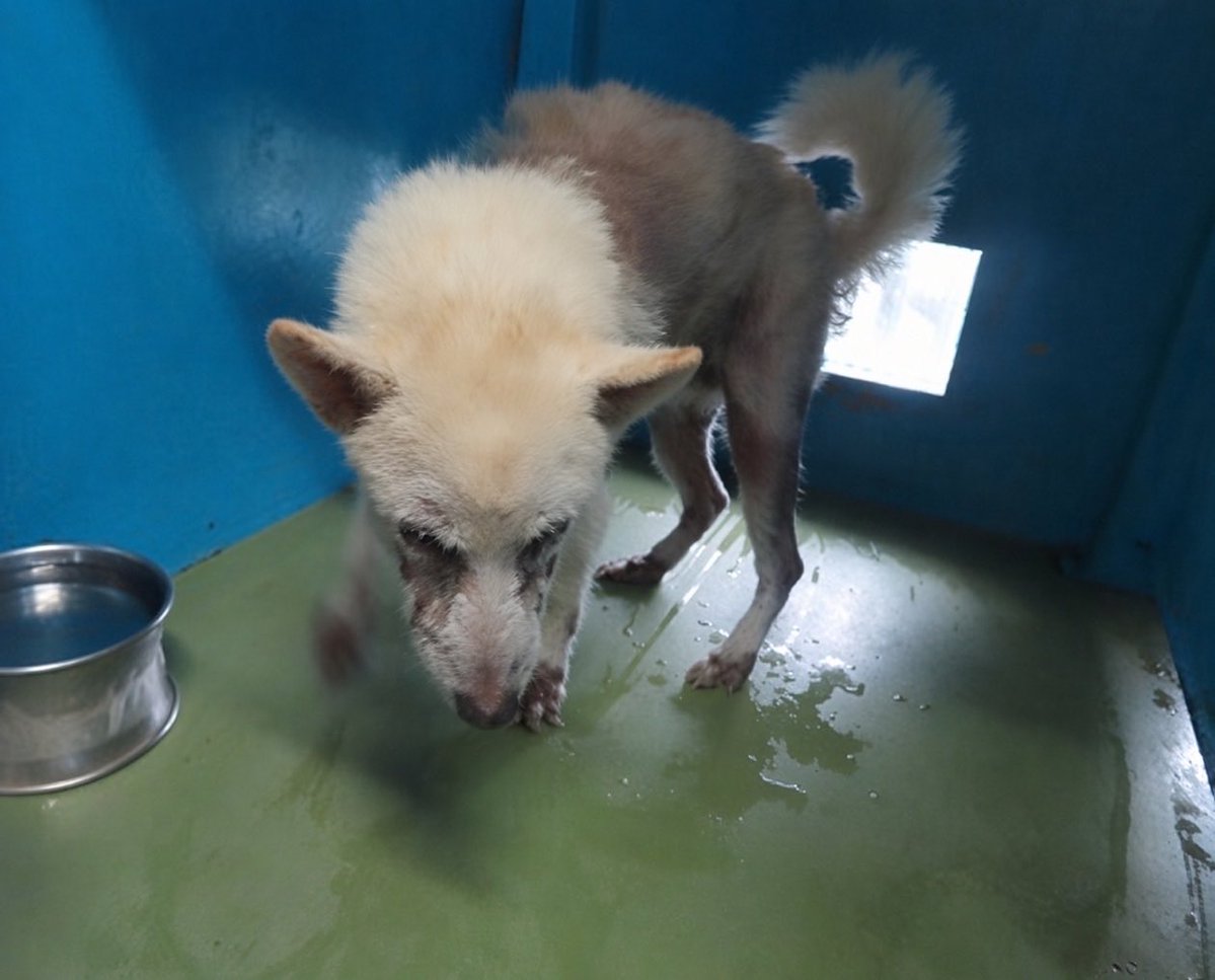 fukushiyamesagi's tweet photo. 🆘緊急🆘#収容犬
🆘⚠️掲載期限超過⚠️
9/29(火)千葉県八千代市村上
白♀雑種犬
📲東葛飾支���🙇🏻‍♂️#七百餘所神社
迷い迷子保護ミックスイヌいぬメス白いクリームベージュ佐倉印西白井船橋習志野四街道ユーカリが丘駅志津勝田台京成大和田フルルガーデン広域公園緑地珍来米本団地前店PUKU #との丸家八千代店 

🚨「メス」「中型」「首輪無・鑑札無」「マイクロチップ無」とされる、白(或いは薄茶、クリーム、ベージュ)色の犬が収容されています‼
🚨️飼い主様、関係者様は大至急お迎えをお願いいたします🙏🏻
🚨収容犬にお心当たりのある方は大至急、東葛飾支所迄ご連絡をお願いいたします📲🙇🏻‍♂️

◎公示には「雑種��白*・メス**　中型・成犬　首輪無***・鑑札無　マイクロチップ無」と記載されています🐕

＊公示掲載画像は撮影・再生条件、被毛・皮膚の濡れ・汚れ、或いは傷病等により色合いが違って見える場合があります。また毛色・毛柄等の認識・表現は個人の感覚等によっても異なる為、収容中の犬が公示記載毛色の「白」としてではなく、クリーム、ベージュ、薄茶、或いは白い犬、白犬等として捜索されている可能性もあります。収容犬の特徴の詳細は東葛飾支所迄お問い合わせください(※迷子動物をお探しの方は直接東葛飾支所へ出向かれてのご確認が確実です。 )📲🙏🏻

＊＊収容動物は長毛、傷病、或いは興奮等により、性別の確認が困難な場合があり、公示記載の性別が後日訂正される可能性もあります。正確な情報は東葛飾支所迄お問い合わせください📲🙇🏻‍♂️

＊＊＊首輪等は放浪中に外れた可能性もあり、跡が残っている場合もあります。詳細は東葛飾支所迄お問い合わせください📲🙏🏻

⚠️傷病等の有無・状態、収容状況等については東葛飾支所迄お問い合わせください 📲🙇🏻‍♂️

◎迷子動物は市区町村境・都県境等を越境して収容される場合もあります❗️

◎公示に記載がなく、掲載画像からも不明な収容動物の特徴等については東葛飾支所迄お問い合わせください📲🙏🏻

◎各センター・保健所等ではDNA検査による鑑定は実施していないと考えられますので、公示記載の犬種・猫種等は推定であり目安とお考えください🙇🏻‍♂️

◎収容動物は長期放浪等の影響による容姿の変化、或いは首輪等の脱落、色柄・形状等の経年劣化、放浪中の他者による装着等の���能性があります。公示に掲載画像がある場合でも、撮影・再生条件、被毛・皮膚の濡れ・汚れ・傷病等により動物の目の色や毛柄等の特徴、或いは経年劣化等により首輪等の色柄・形状等が逸走当時とは違って見える可能性があります。またリンクのミス等により掲載画像に別の個体や装着品が表示されるケースも稀に見られます。公示記載情報、或いは掲載画像からの印象と、動物の逸走当時の容姿、着用物との多少の差異に拘らず東葛飾支所でのご確認をお願いいたします🙏🏻

お問い合わせ
所属課室：健康福祉部動物愛護センタ−東葛飾支所
電話番号：04-7191-0050
ファックス番号：04-7193-2387
📩https://t.co/3dRK12YuDg

個人等で保護している動物情報(千葉県※千葉市、柏市、船橋市を除く)
⏩https://t.co/Pe6hAQzoys

収容犬情報  千葉県動物愛護センター��葛飾支所
⏩https://t.co/7wDXuU5aZN

【管理番号】260929-1-1