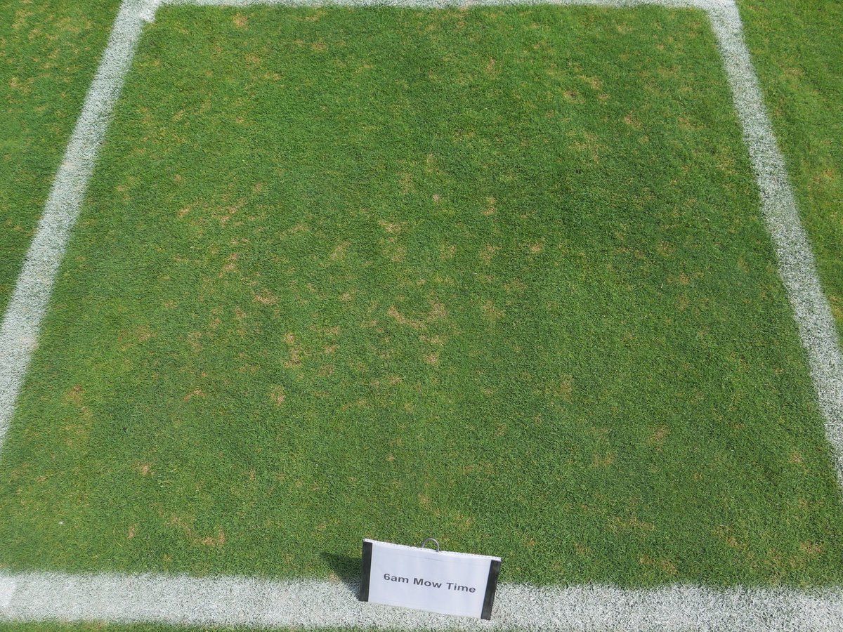 plkoch2's tweet photo. Pretty incredible impacts of the timing of autonomous mowing on dollar spot development. On the peak disease date of Aug 12, 2026 there was a 96% reduction in DS when mowed at midnight compared to 9 AM and a 91% reduction when mowed at 3 AM. The pics below tell the story https://t.co/tGY9XqmzOy