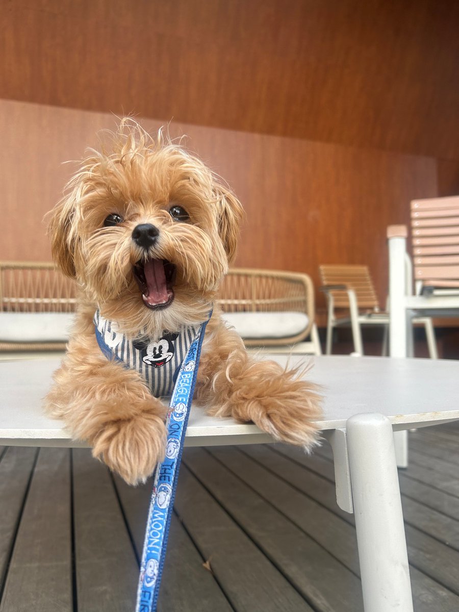 deobimom's tweet photo. #ERIC #에릭 sent this photo of toffee ♡ https://t.co/QlPqW7CJhn