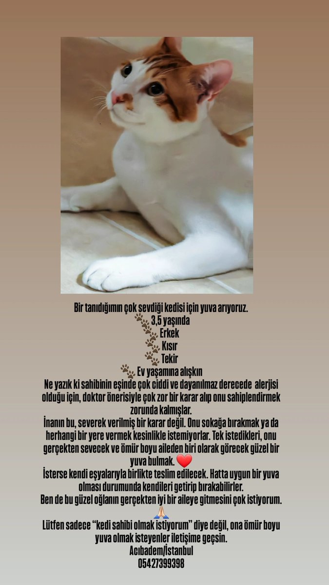 nazzkryl's tweet photo. Susam onu çok sevecek bir aile arıyor 🙏😻
#SokakHayvanlarıSahipsizDeğil 
#satınalmasahiplen
#İstanbul 
#kedi
#yuva https://t.co/eyomW5gFQA