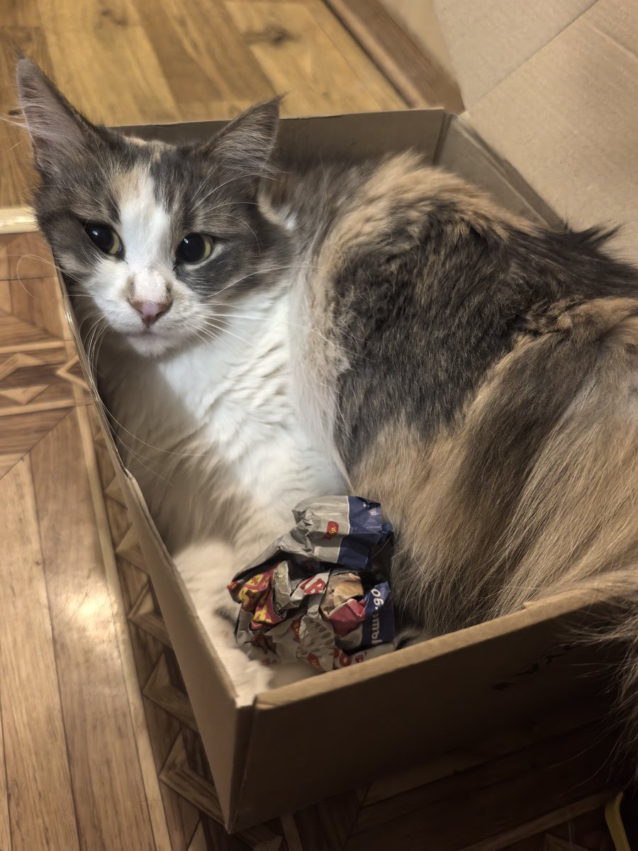 Curiousray4's tweet photo. @saoslibrary here she is in the middle of playing https://t.co/Tqw58S8A1e