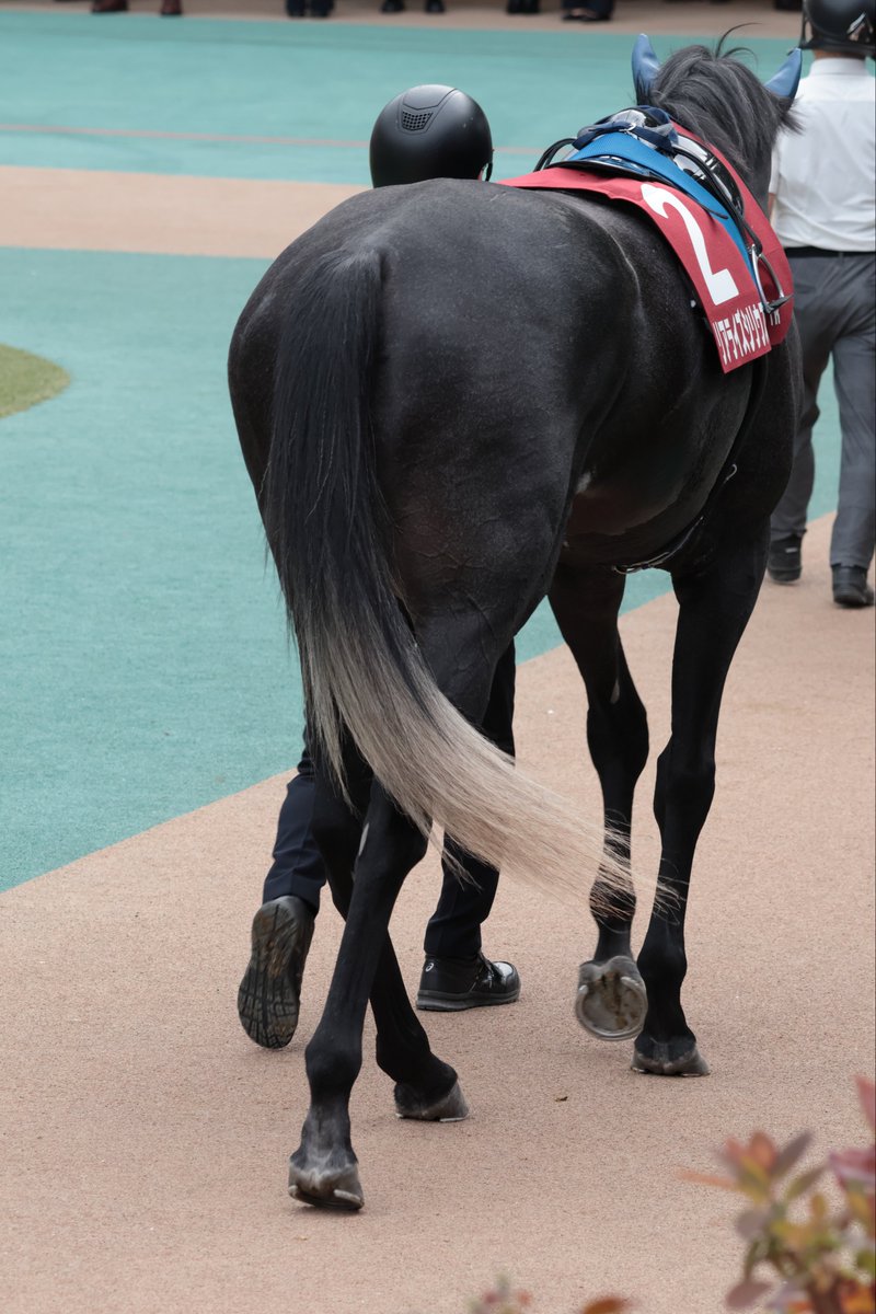 SK__Stables's tweet photo. しっぽのグラデーションがかわいいシリシリ
#リアライズシリウス https://t.co/VdmP7TdiG0