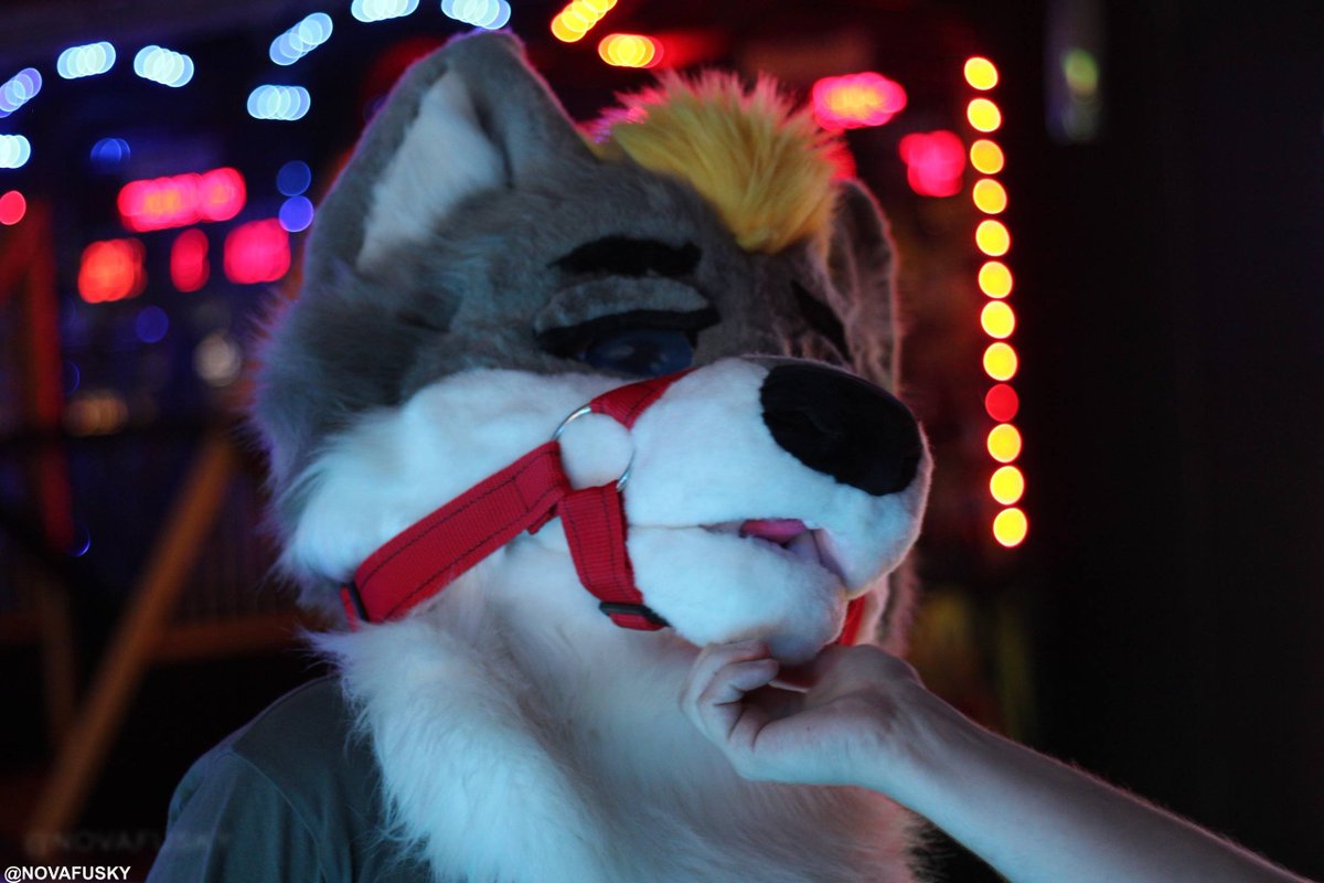 Welsh_Folf99's tweet photo. Did you know, if you stroke a folf in the right place, we pretty much submit immediately~ 👀 https://t.co/i3xX5LqC4K