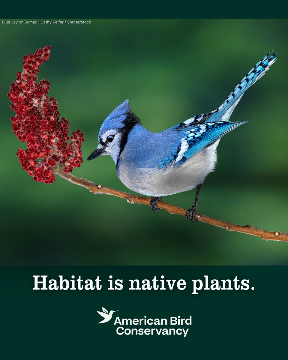 ABCbirds's tweet photo. Home Tweet Home. 
🌎
It’s World Habitat Day, a day to recognize the places that make life possible. For birds, habitat isn’t simply where they live — it’s where they find food, shelter, nesting sites, and places to rest and refuel along their journeys:
https://t.co/hAsK65sjRR https://t.co/5YrS1dNOxG