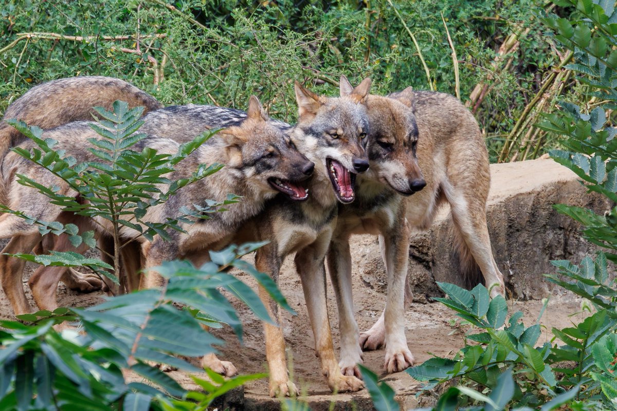 hiro107tw's tweet photo. 頬寄せ合う親子🐺
バウムはうしろで…
#多摩動物公園 https://t.co/gNFnYpJzKz