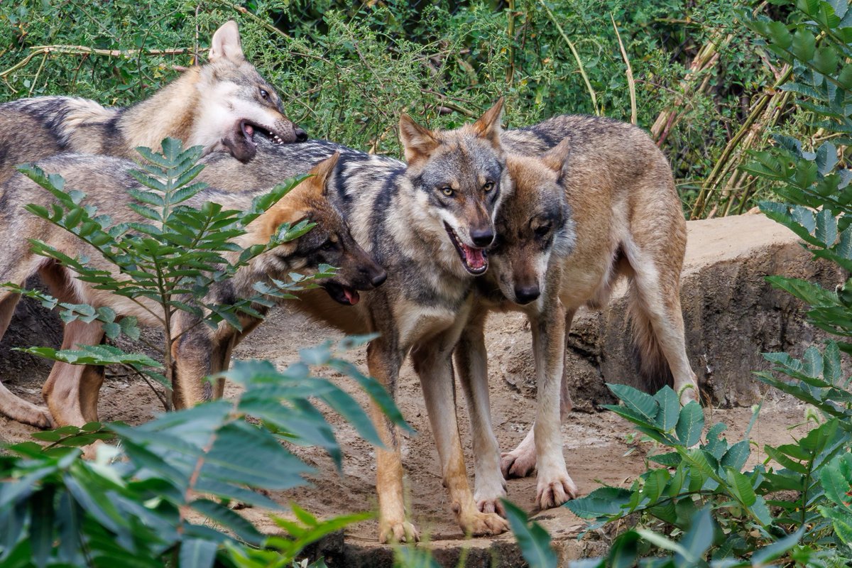 hiro107tw's tweet photo. 頬寄せ合う親子🐺
バウムはうしろで…
#多摩動物公園 https://t.co/gNFnYpJzKz