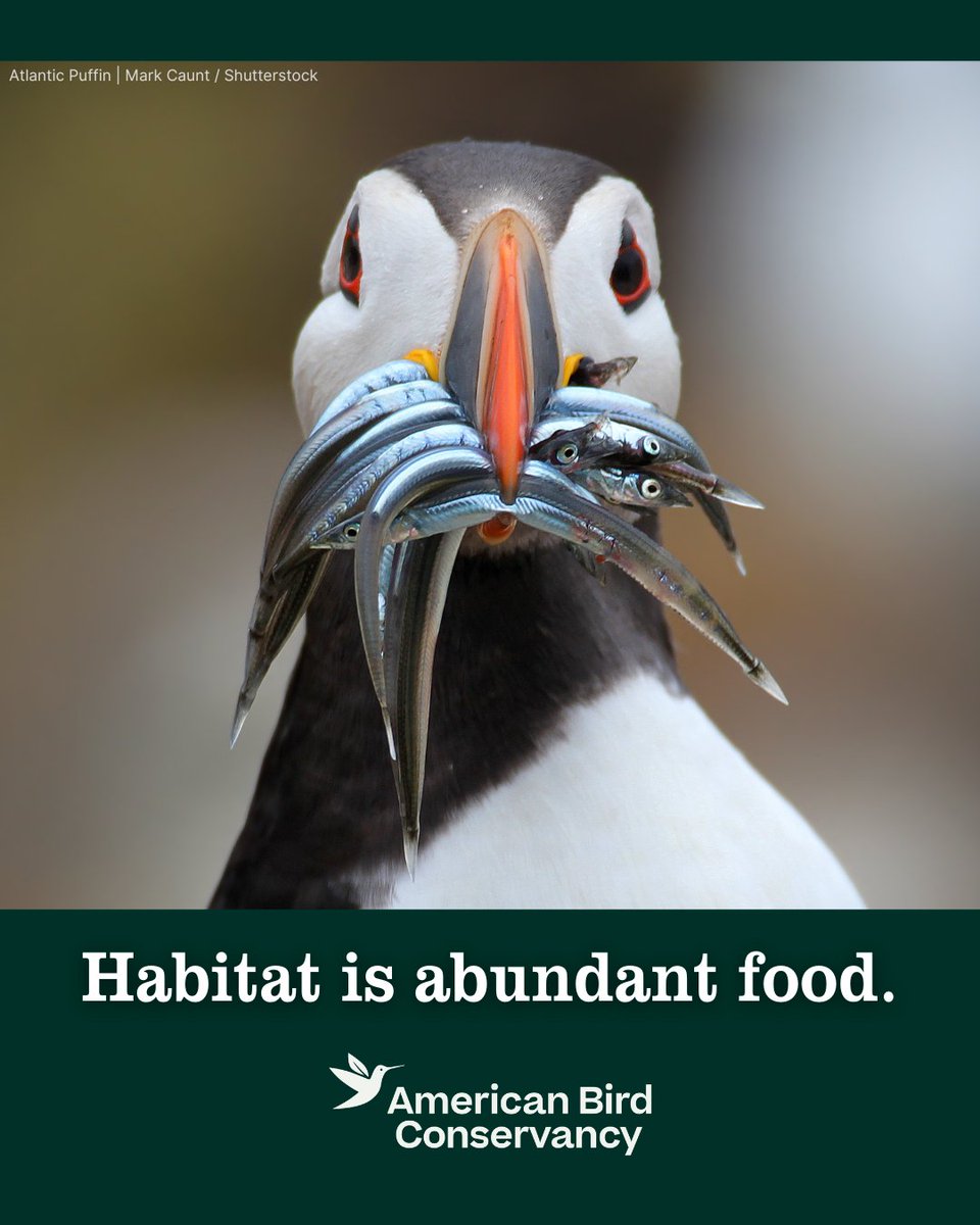 ABCbirds's tweet photo. Home Tweet Home. 
🌎
It’s World Habitat Day, a day to recognize the places that make life possible. For birds, habitat isn’t simply where they live — it’s where they find food, shelter, nesting sites, and places to rest and refuel along their journeys:
https://t.co/hAsK65sjRR https://t.co/5YrS1dNOxG