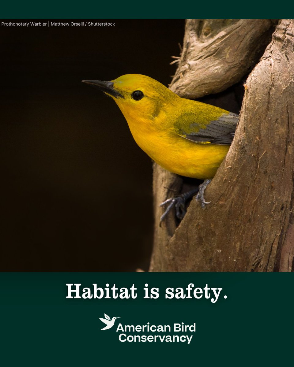 ABCbirds's tweet photo. Home Tweet Home. 
🌎
It’s World Habitat Day, a day to recognize the places that make life possible. For birds, habitat isn’t simply where they live — it’s where they find food, shelter, nesting sites, and places to rest and refuel along their journeys:
https://t.co/hAsK65sjRR https://t.co/5YrS1dNOxG