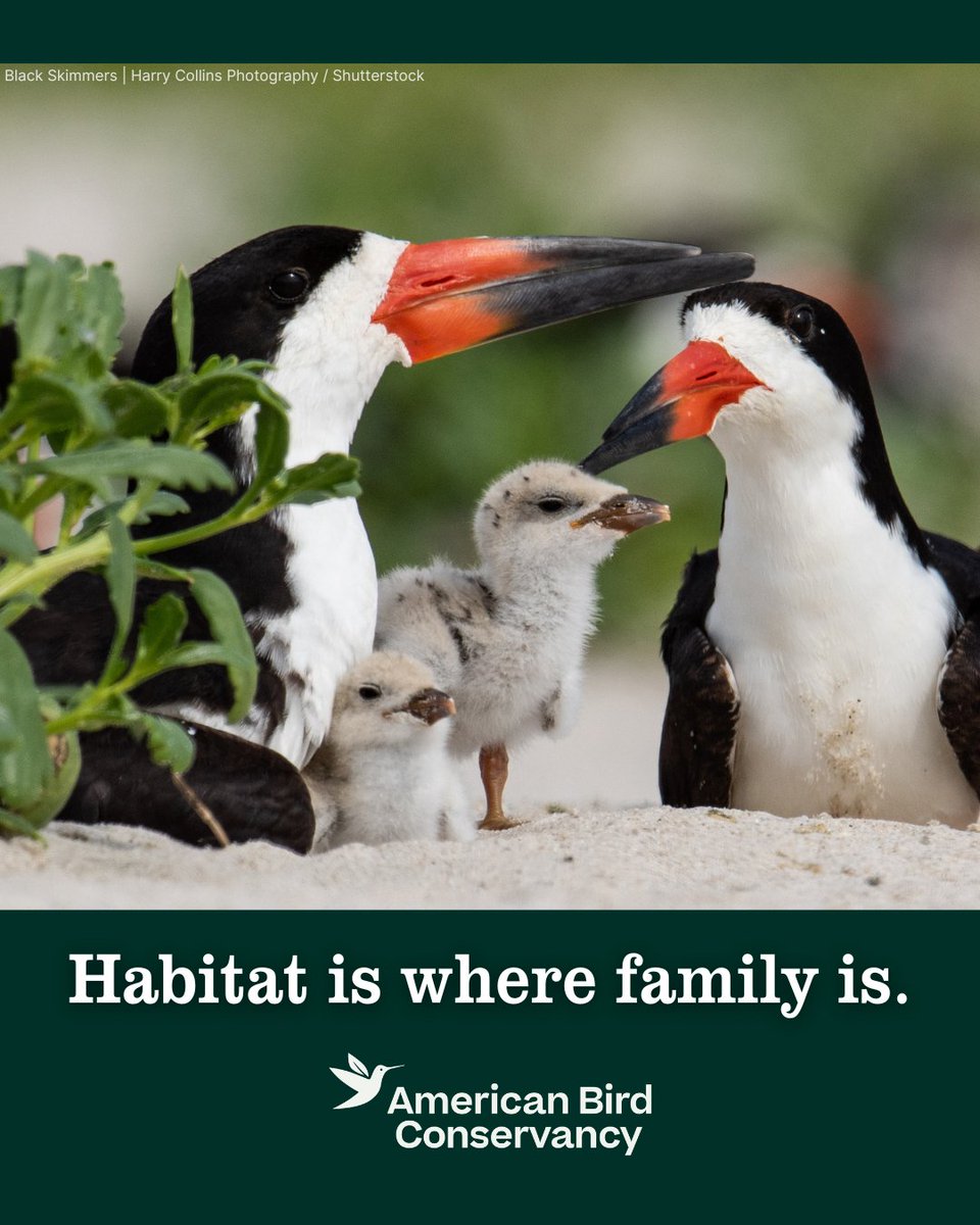 ABCbirds's tweet photo. Home Tweet Home. 
🌎
It’s World Habitat Day, a day to recognize the places that make life possible. For birds, habitat isn’t simply where they live — it’s where they find food, shelter, nesting sites, and places to rest and refuel along their journeys:
https://t.co/hAsK65sjRR https://t.co/5YrS1dNOxG