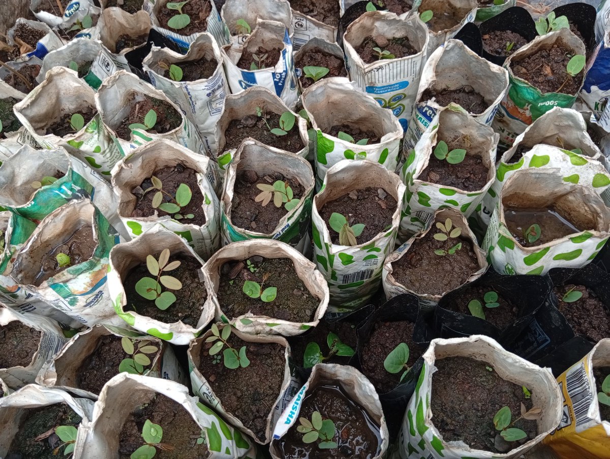 Keepplantingorg's tweet photo. Patience...just doing what we love most.💚💚💚💚
Keep planting trees.
In the next three to four weeks we shall be planting more trees...💚💚💚
@treegens 
@BubbaGumpNCX https://t.co/RlCmmrPMzJ