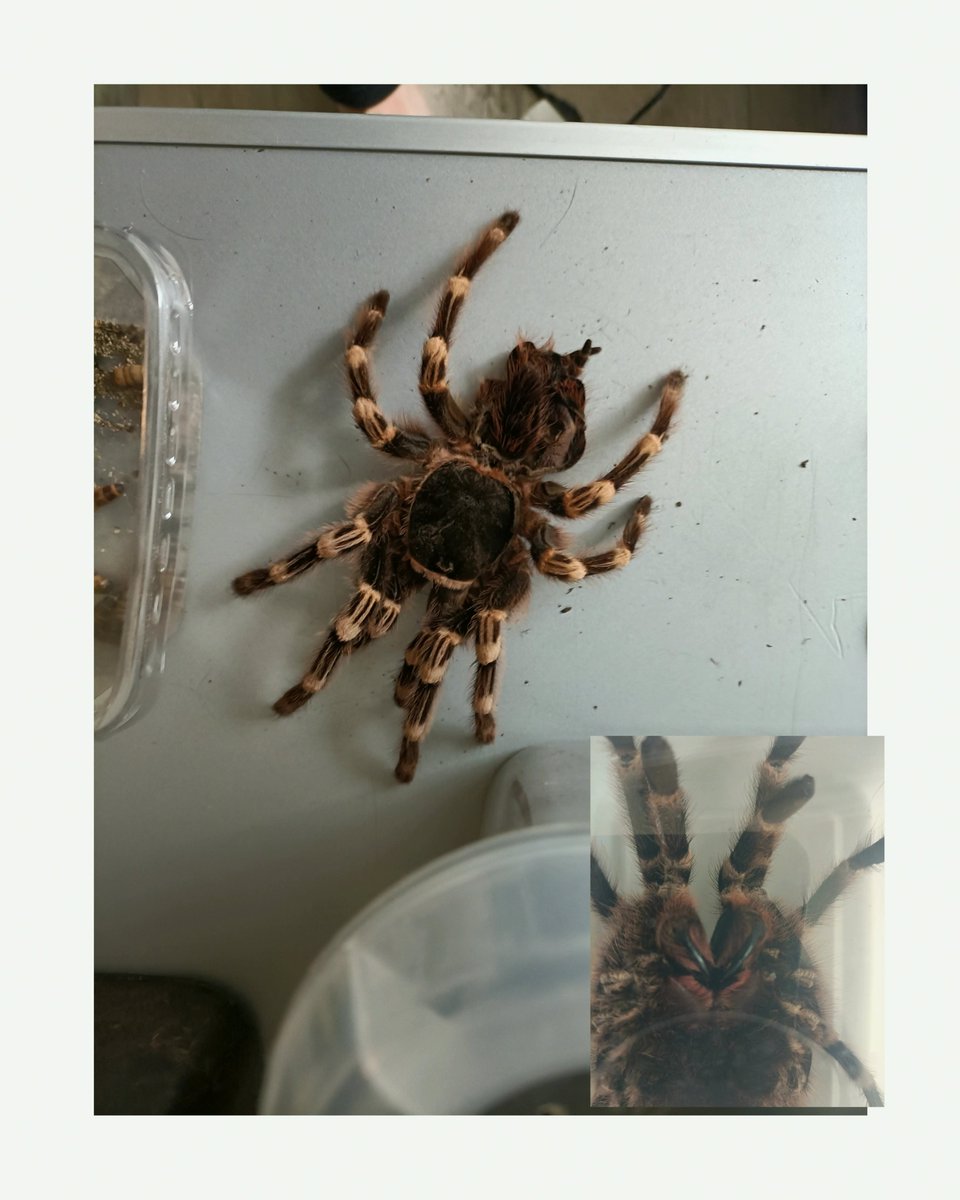 RonaldNguyt3ti's tweet photo. Tarantula molt with a detail of it's fangs
#NextLevel #Wassup https://t.co/Nh3SQMQCkx