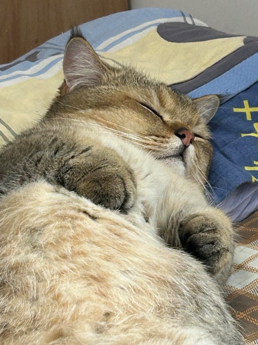 smallcutekitten's tweet photo. https://t.co/yhqS5aoavm