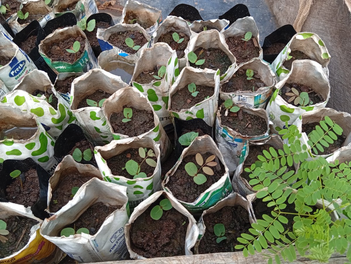 Keepplantingorg's tweet photo. Patience...just doing what we love most.💚💚💚💚
Keep planting trees.
In the next three to four weeks we shall be planting more trees...💚💚💚
@treegens 
@BubbaGumpNCX https://t.co/RlCmmrPMzJ