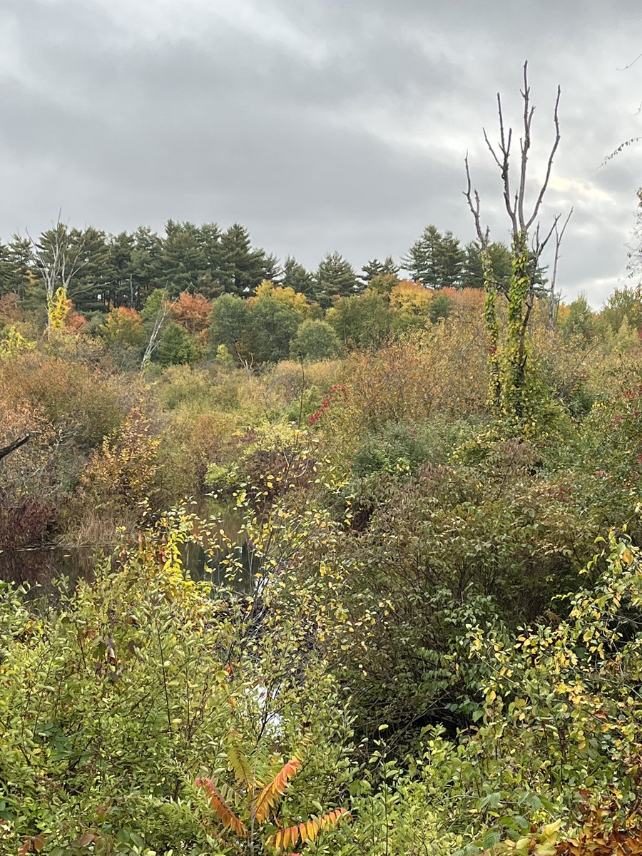 DogwoodSaunders's tweet photo. Four miles this morning in perfect conditions. Temperature was 50° and cloudy, nice and cool. The leaves are just starting to turn for us and peak color should arrive in about a week or so. I love running this time of year. Enjoy your runs!! #milesformike https://t.co/qvPOz8TSgs