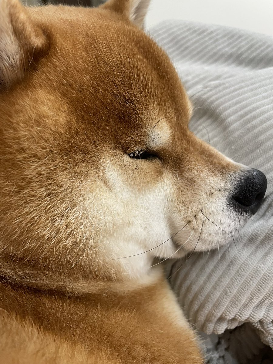 daichan_shiba_'s tweet photo. 本日のむちむち横顔 https://t.co/5Lw5VMWdUY