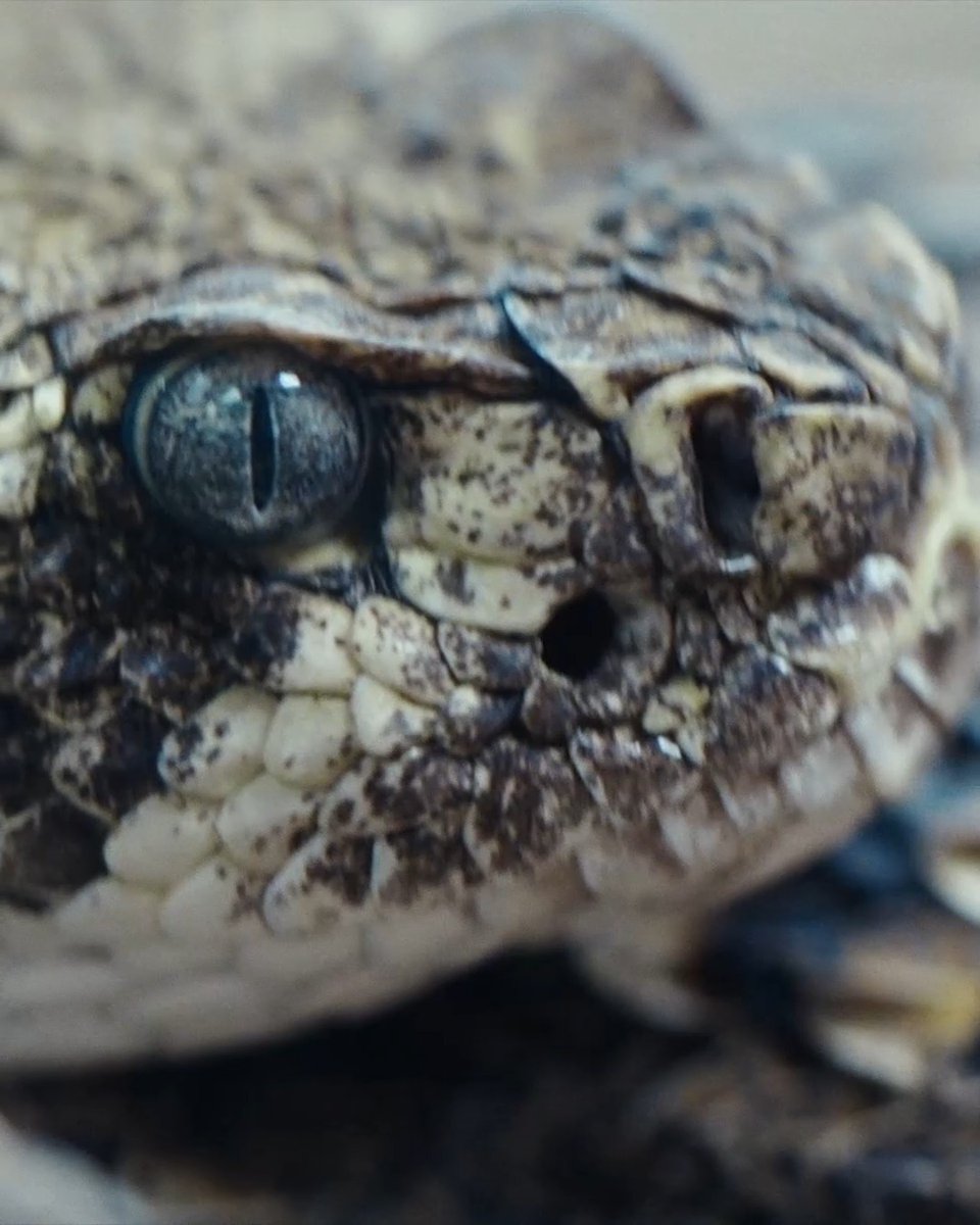 A close-up of an alligator's eye and scaly, mottled face with a vertical slit pupil. The image relates to the post by showing the reptile that Texas veterans hunt and butcher, highlighting the unique challenge of processing an unfamiliar animal.