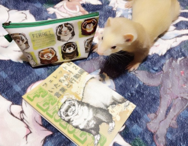 lettacce's tweet photo. グノステで素敵なレポをアップしてくださっていたスミスさんのイタチグッズをゲットさせていただきました❣️可愛い😍💕
私もイタチ飼いです！！！！ʕ•̫͡•ʔ
@sms2222 
#いたちっち https://t.co/UaKBqJdPRi